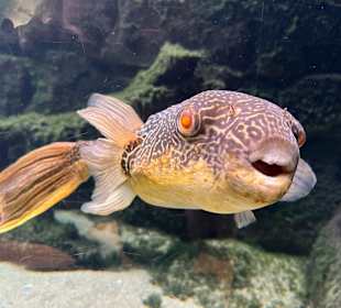 Aquazoo Löbbecke Museum Düsseldorf