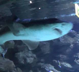 Meeresmuseum Stralsund