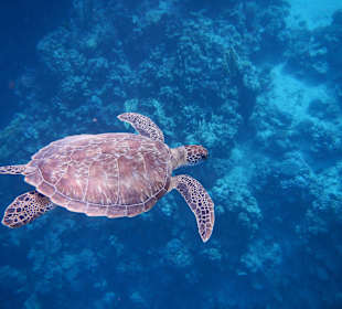 Seeschildkröte am Hausriff