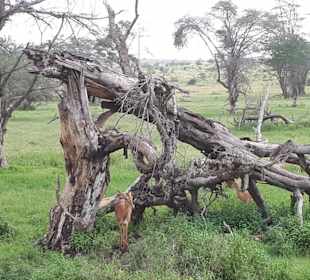 Traumhafte Landschaft