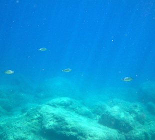 Šnorchlování v oblasti Kalithea