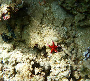 Unterwasserfoto am Hausriff