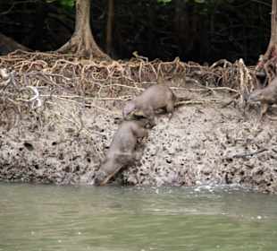 Otter entdeckt