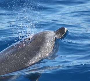 Katamaran Santa Maria