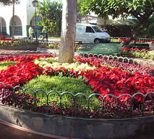 Tausende Weihnachtssterne