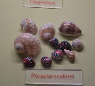 Rundgang durch das Muschelmuseum Wremen