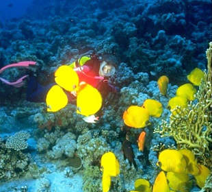 Tauchen und Schnorcheln Makadi Bay-Amy Reisen