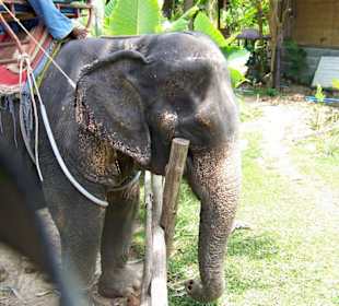 Elefantenreiten