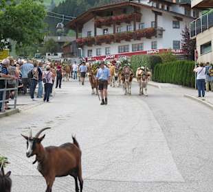 Almabtrieb 2014