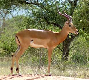 Impala