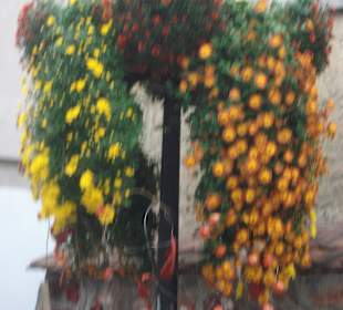 Chrysanthema