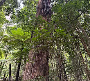 Katoomba Scenic World