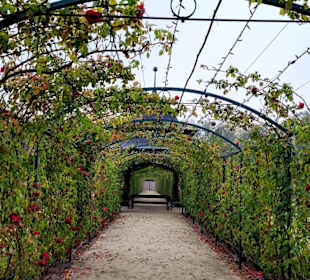 Traumhafte Rosenbögen