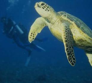 Mit Dive Point die Schildgroete entdeckt