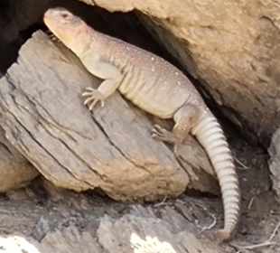 Wadi el Gemal National Park