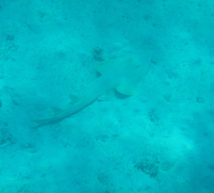 Geigenrochen in der Lagune