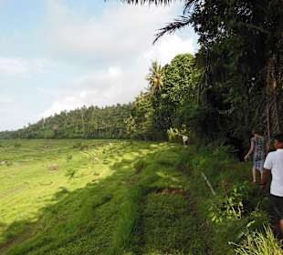 Wunderbare Reisterrassen