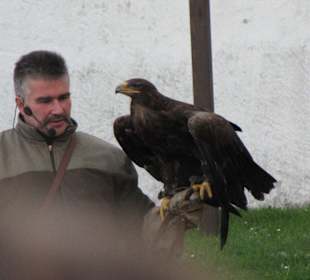 Falken- & Greifvogelflugshow