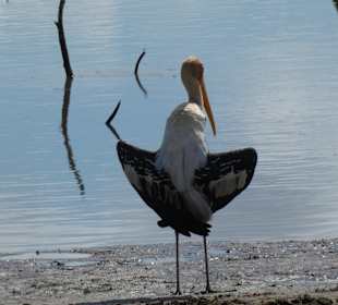 Nationalpark Udawalawe