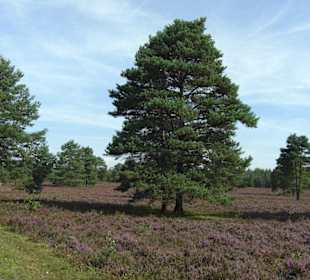 Wilseder Berg Heidelandschaft