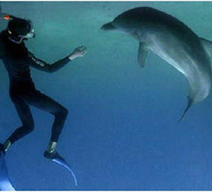 Tauchen mit Delfinen in Hurghada-Delfinschwimmen