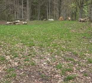 Waldspielplatz Kirchstraße