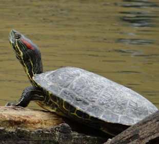 Rotwangenschildkröte