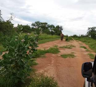 Elefantenreiten Sigiriya