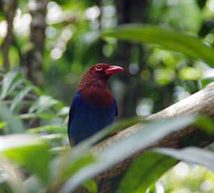 Sri Lanka Blaukitta (Blue Magpie)