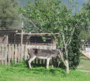Agriturismo La Grangia Sorico
