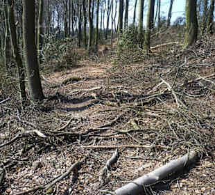 Durch ein frisch geholztes Waldstück