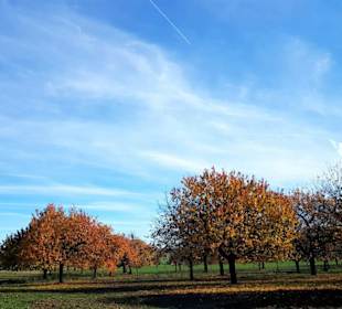 Obstbäume im Herbstkleid