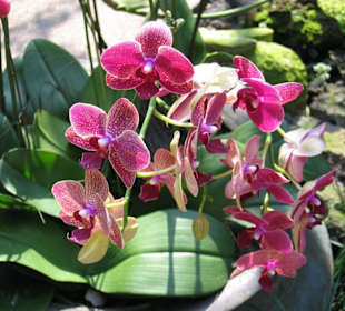 Singapur - National Orchid Garden