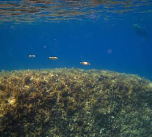 Šnorchlování v oblasti Kalithea