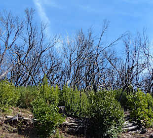 Parque Nacional de Garajonay