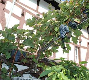 Winzerfest im Dernau 2014