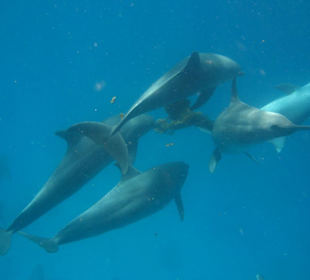 Delfine bei der 2 Tages Delfintour