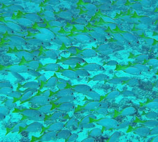 Fischschwärme ohne Ende