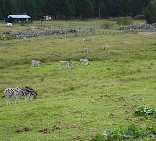 Knynsa Elephant Park