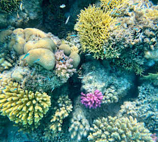 Schnorcheln Marsa Alam