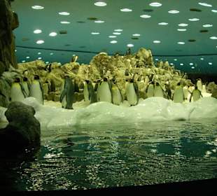 Pinguine auf Eis