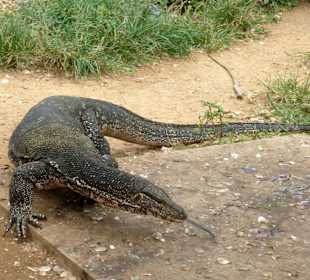 Hier landen die Fischreste