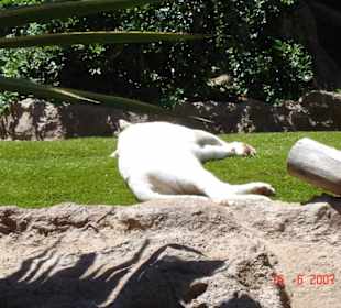weißer Beganlischer Tiger