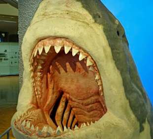 Ein Megalodon Hai, der größte Hai aller Zeiten