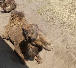 Der war sehr neugierig