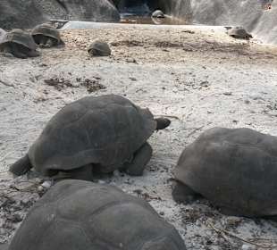 Naturpark Schildkröten
