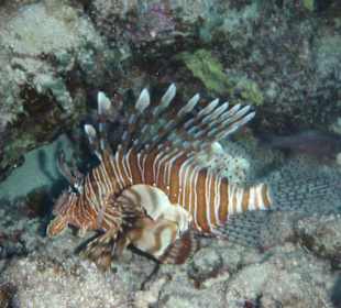 Unterwasser (Hausriff Hotel Arabella Azur Beach Resort)