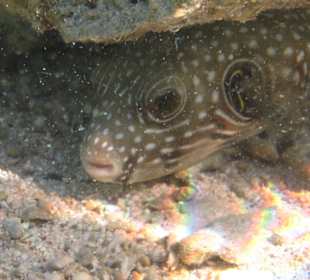 Kugelfisch