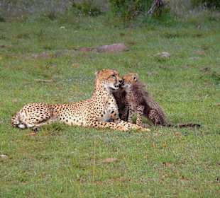 Die Gepardin und ihre zwei Jungen
