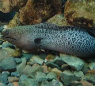 Kleines Aquarium von El Gouna